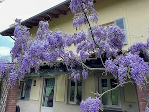 A building with a yellow facade, multiple windows, and a tree with purple flowers.