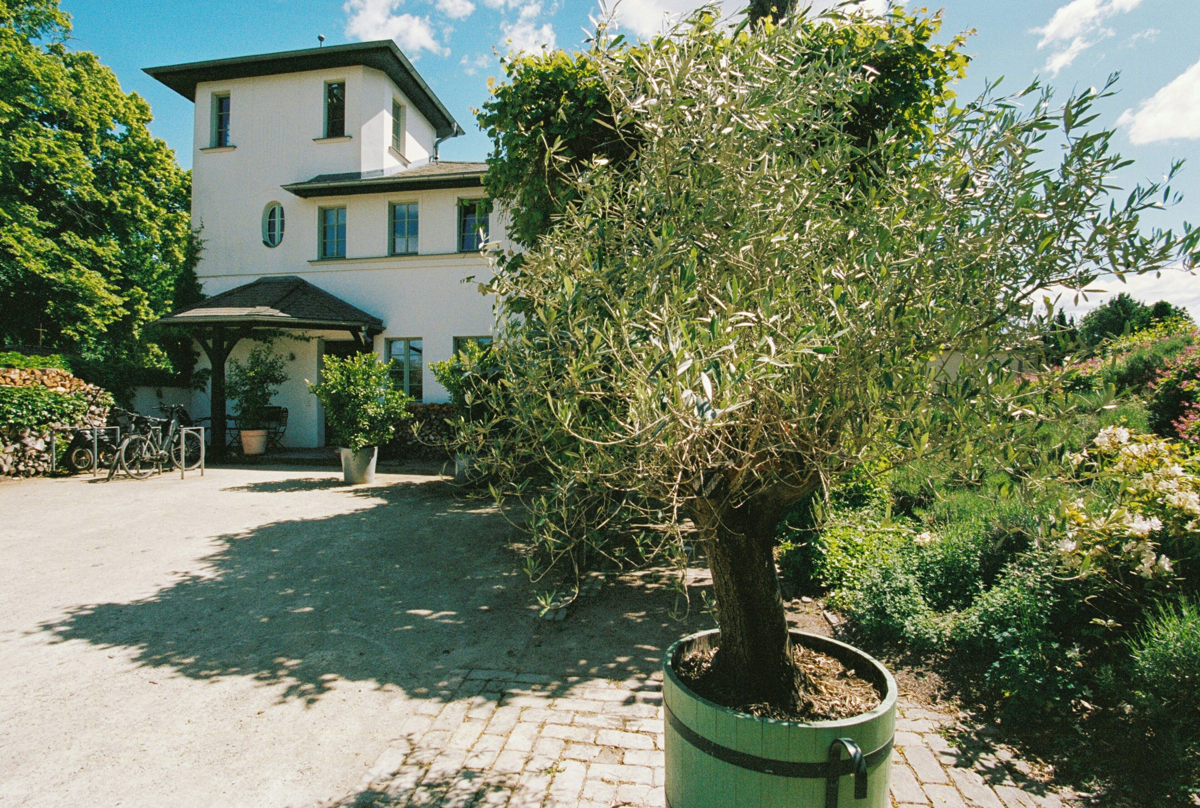 A building with a garden, a potted tree, and a bicycle.