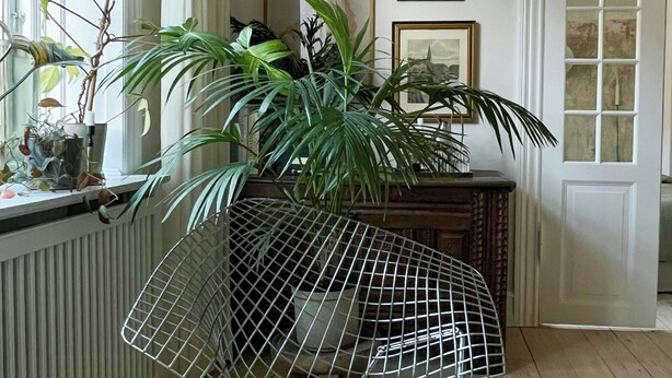 A room with a radiator, a wire chair, a potted plant, and a door with a window.