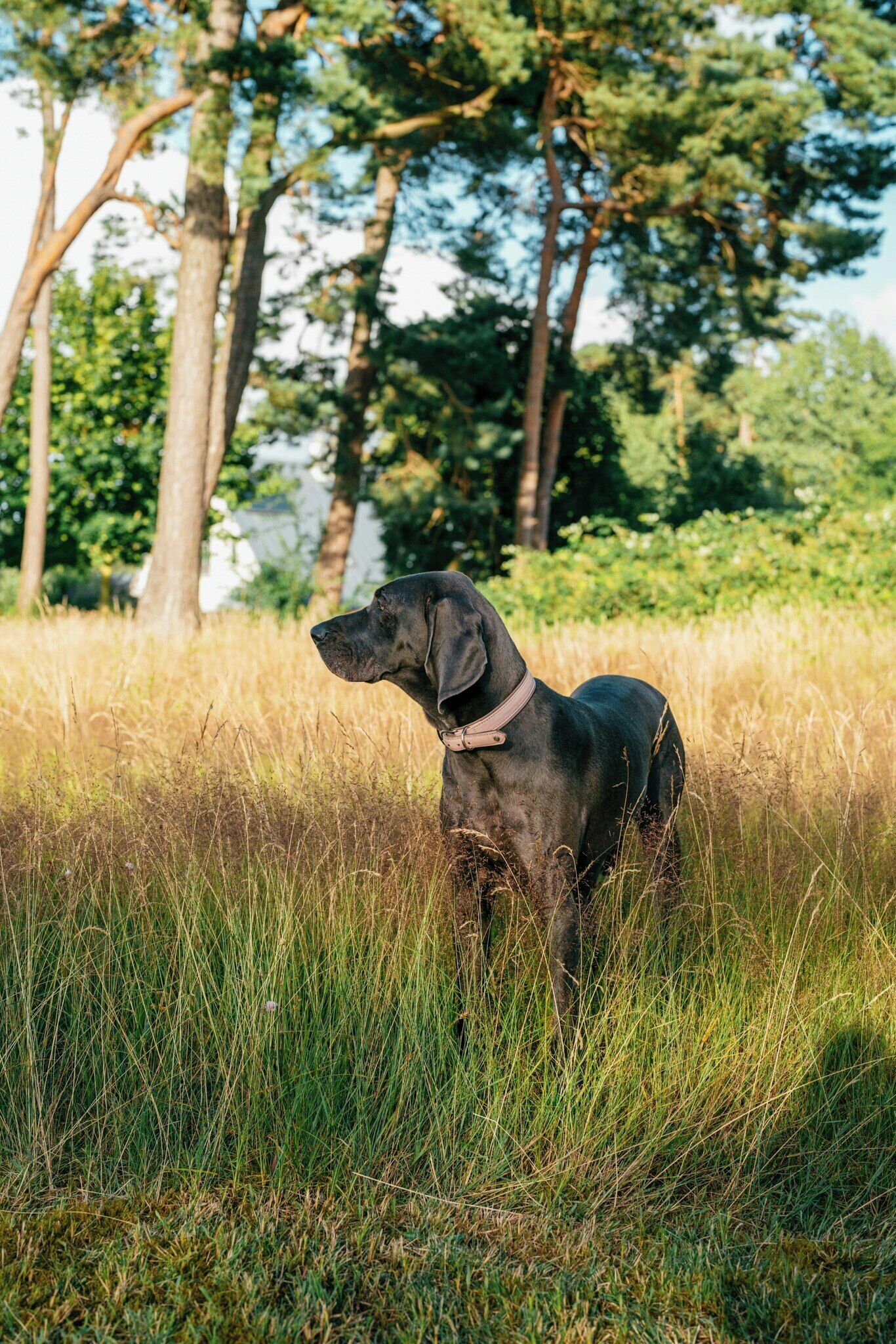 A black dog in a grassy field with trees in the background.