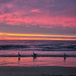 Strand