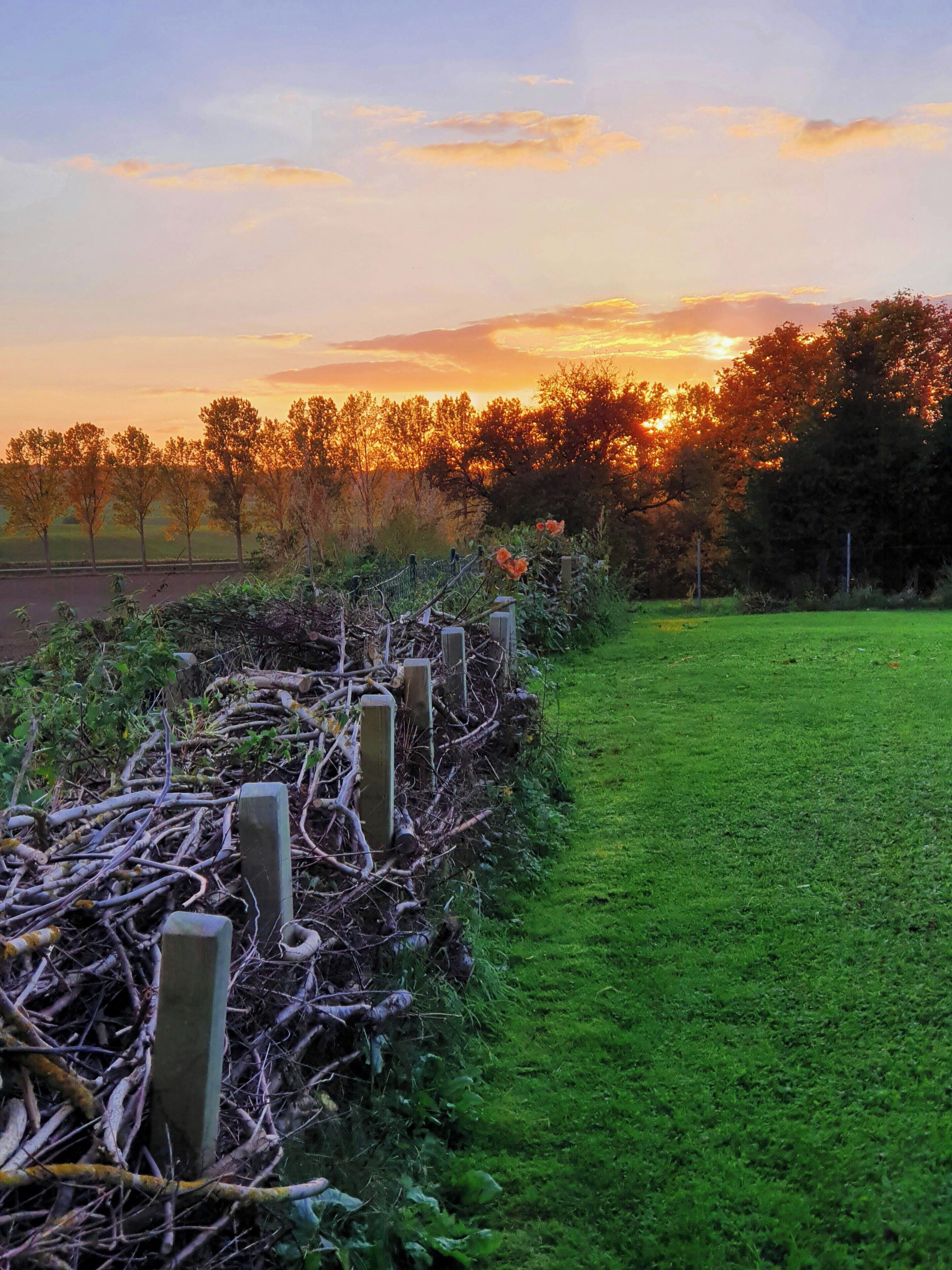 A grassy field with a wooden fence and trees in the background.