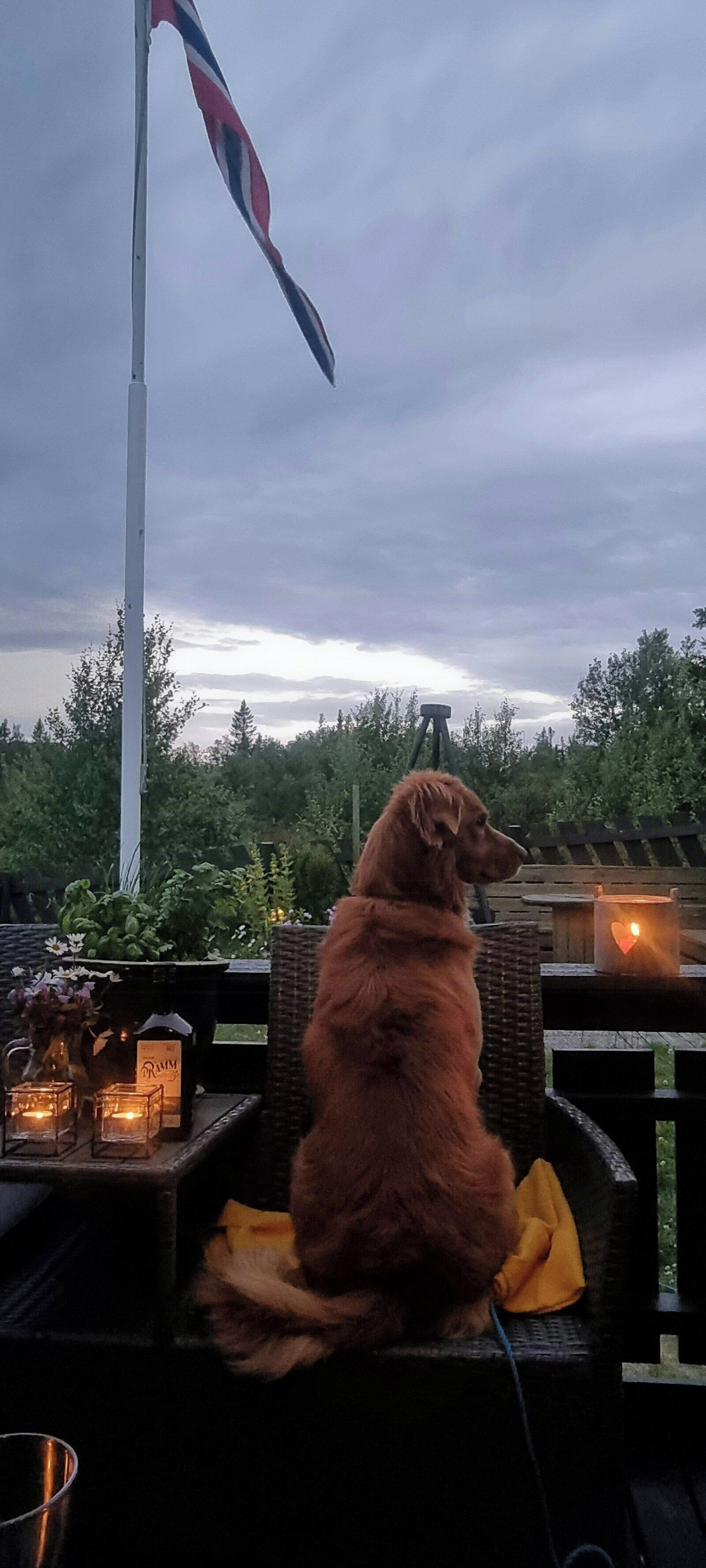 Utendørsservering