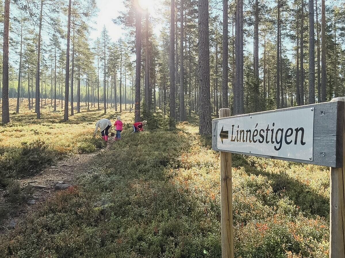 A forested area with a sign reading 'Linnestigen.'