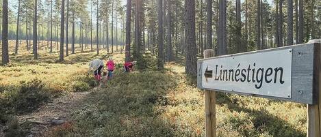 A forested area with a sign reading 'Linnestigen.'