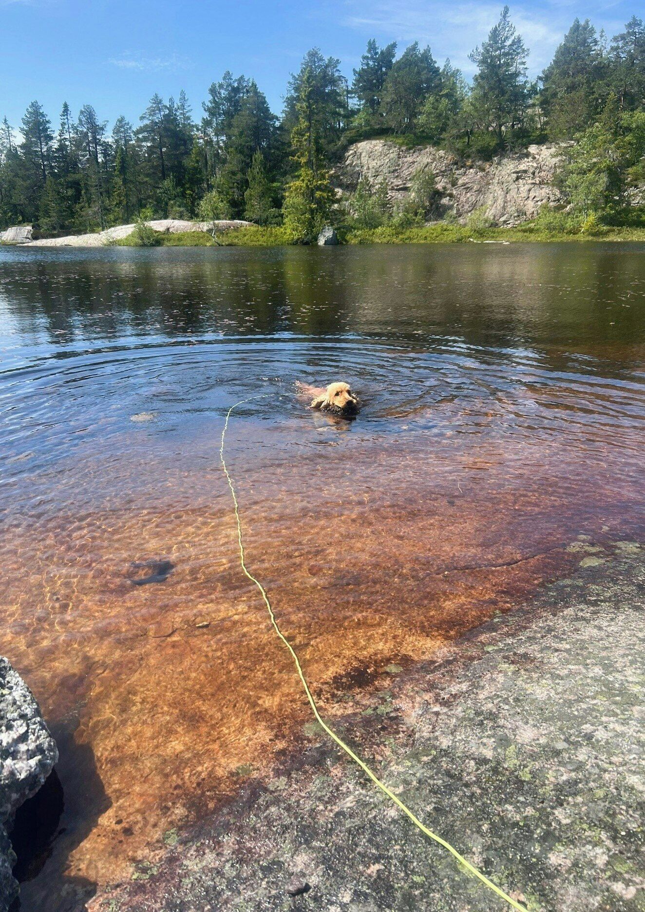 Een heldere rivier met een hond die zwemt, omringd door bomen en rotsachtig terrein.