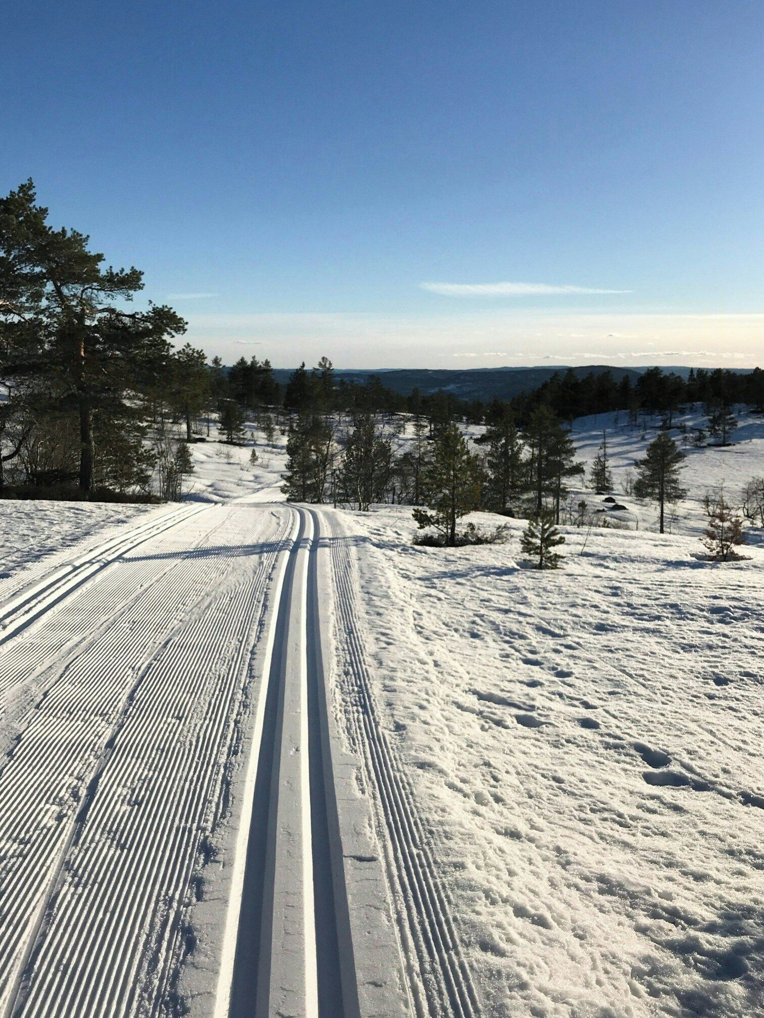 Un paysage enneigé sous un ciel dégagé, une route où l’on voit des traces de pneus et des arbres dispersés.
