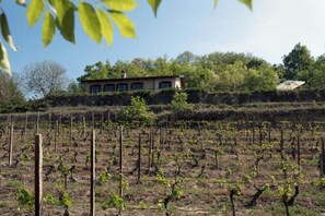 A vineyard with rows of grapevines and a building with multiple windows in the background. - Stone house in Piedmont with infinity pool (Cossano Belbo)