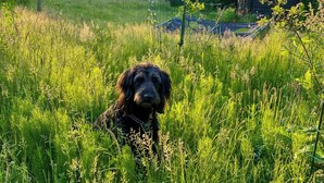 A dog in a grassy field with buildings in the background. - Artistic holiday home near Tisvilde Hegn (Vejby)
