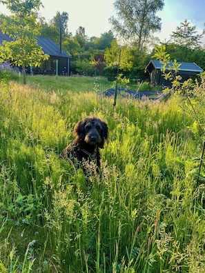 Ein Hund auf einer Wiese, im Hintergrund sind Gebäude zu sehen.