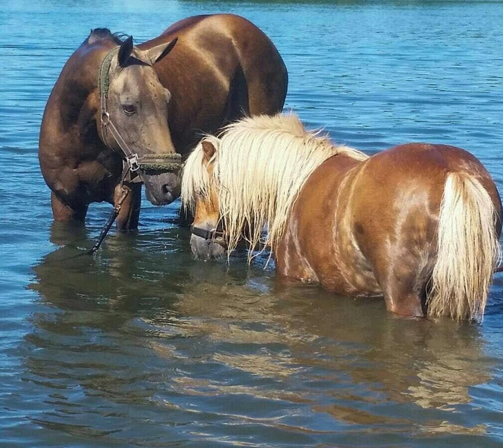 Deux chevaux dans une étendue d’eau.