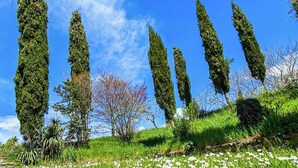 A field of daisies, tall cypress trees, and a clear blue sky. - Farmhouse with pool amid ancient oaks in Tuscia (Viterbo)