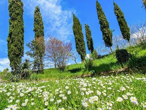 A field of daisies, tall cypress trees, and a clear blue sky. - Farmhouse with pool amid ancient oaks in Tuscia (Viterbo)