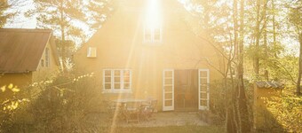 Enveloppé dans la tranquillité de la forêt au Danemark