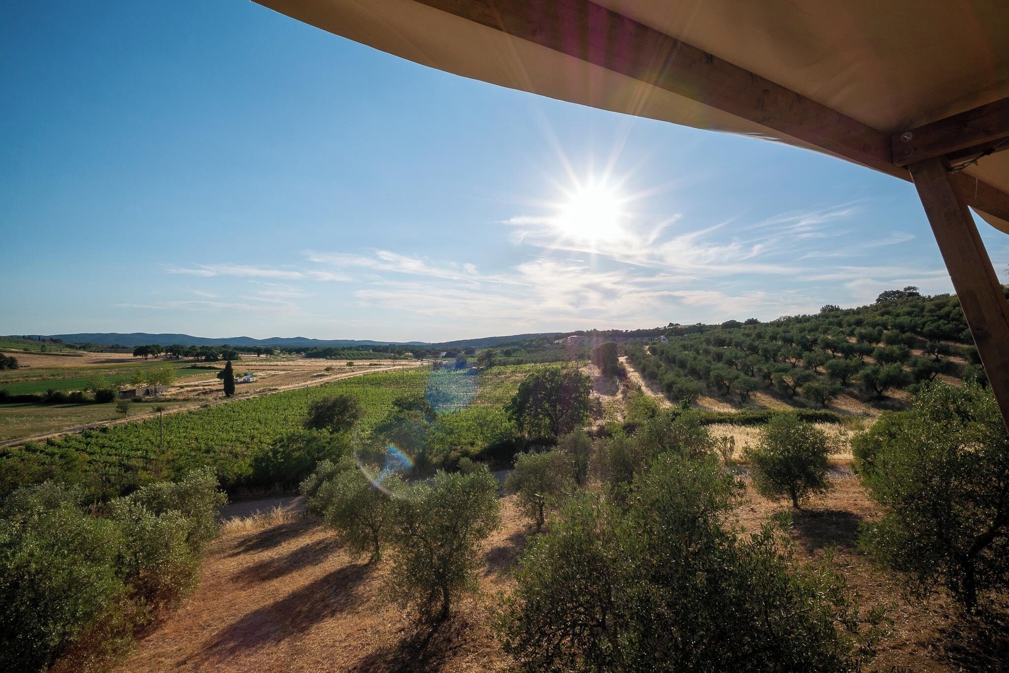 Eine Weinlandschaft mit blauem Himmel und Sonnenschein.