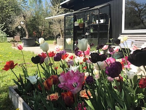 Ein Garten mit einer Vielfalt blühender Tulpen, einer schwarzen Struktur mit Glasverkleidungen und einem klaren Himmel.