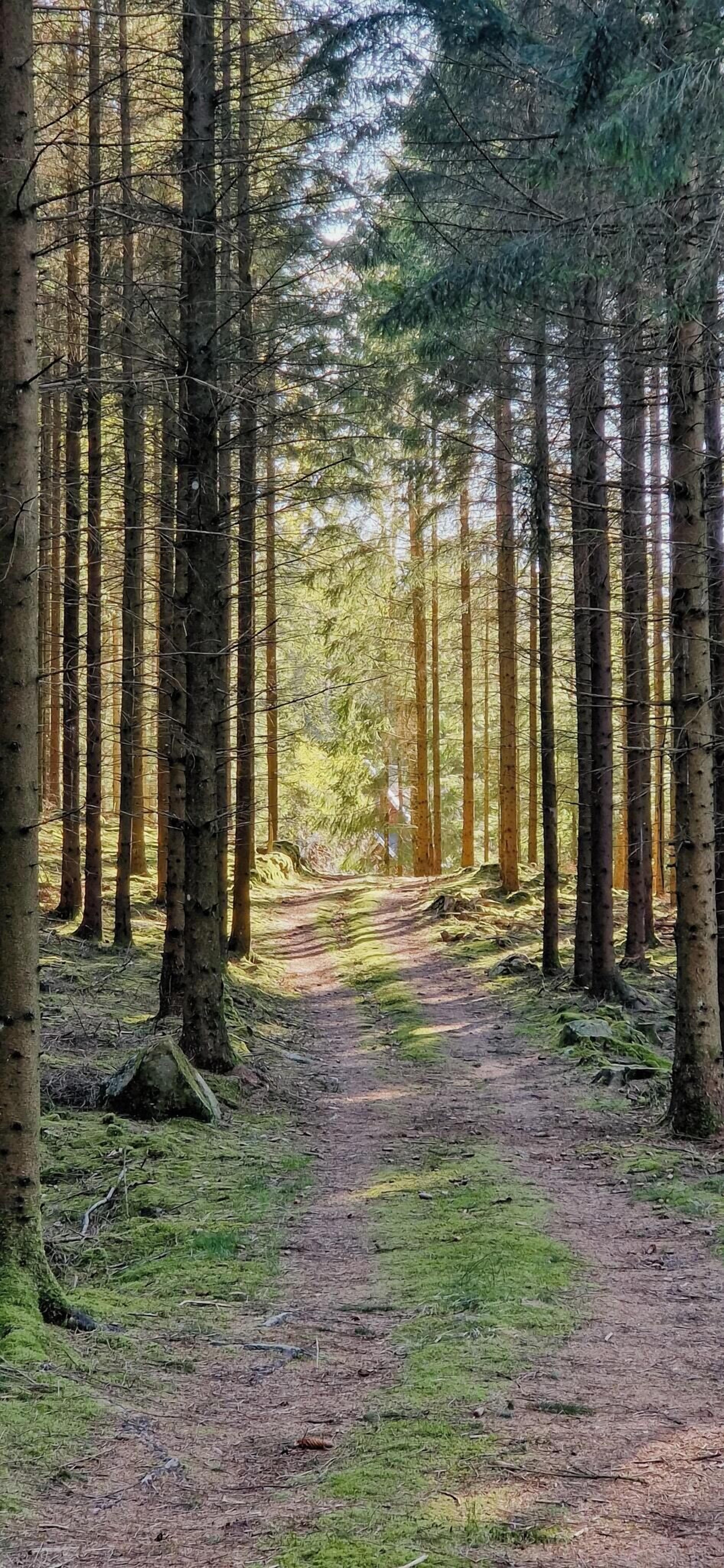 A forested area with a dirt path.