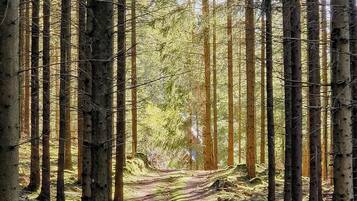 A forested area with a dirt path.