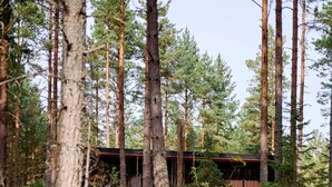A forested area with a cabin-like structure surrounded by tall trees and undergrowth. - Architect-designed cabin in Söderhamn archipelago (Söderhamn)