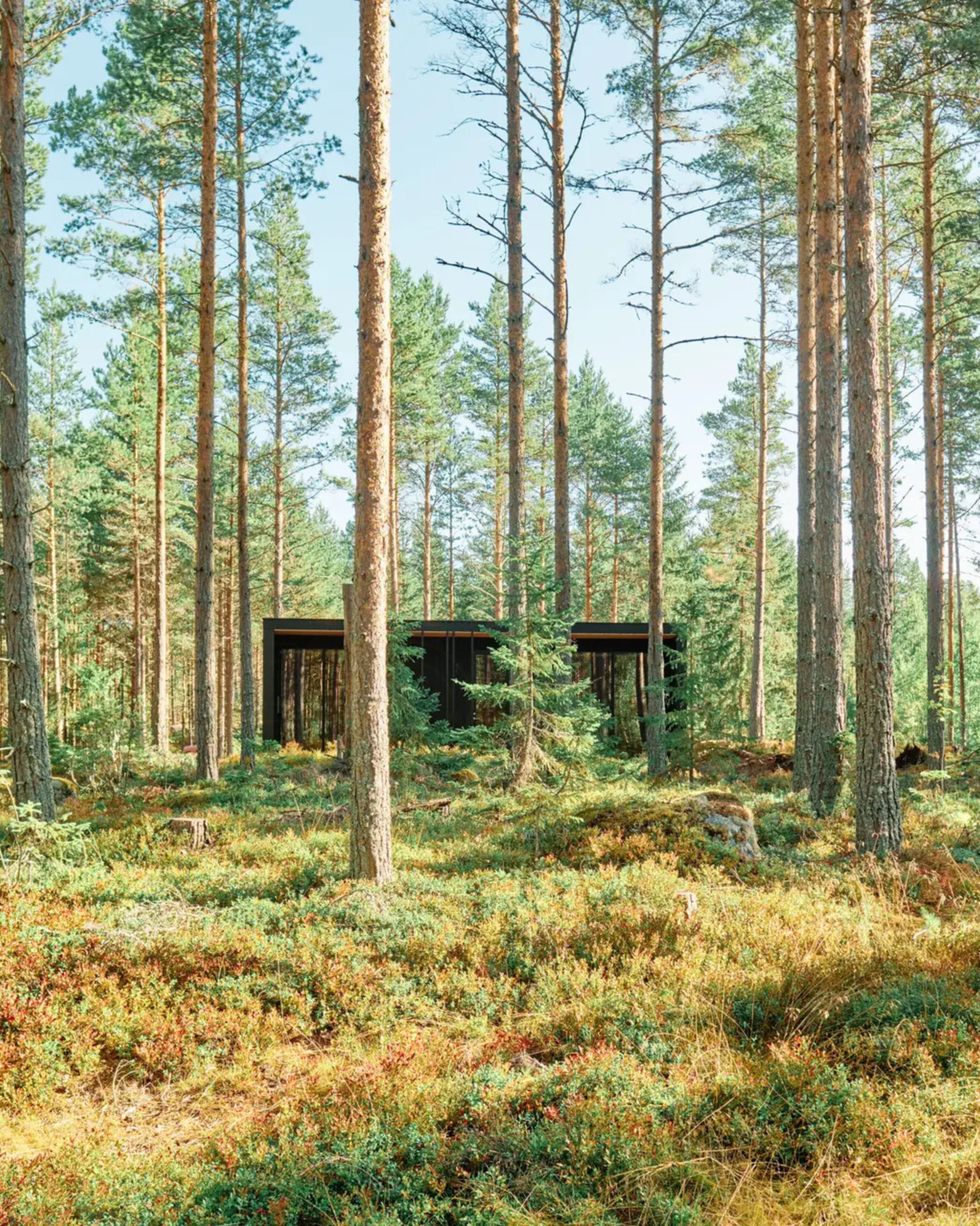 Une forêt avec de grands arbres et deux cabanes en bois.