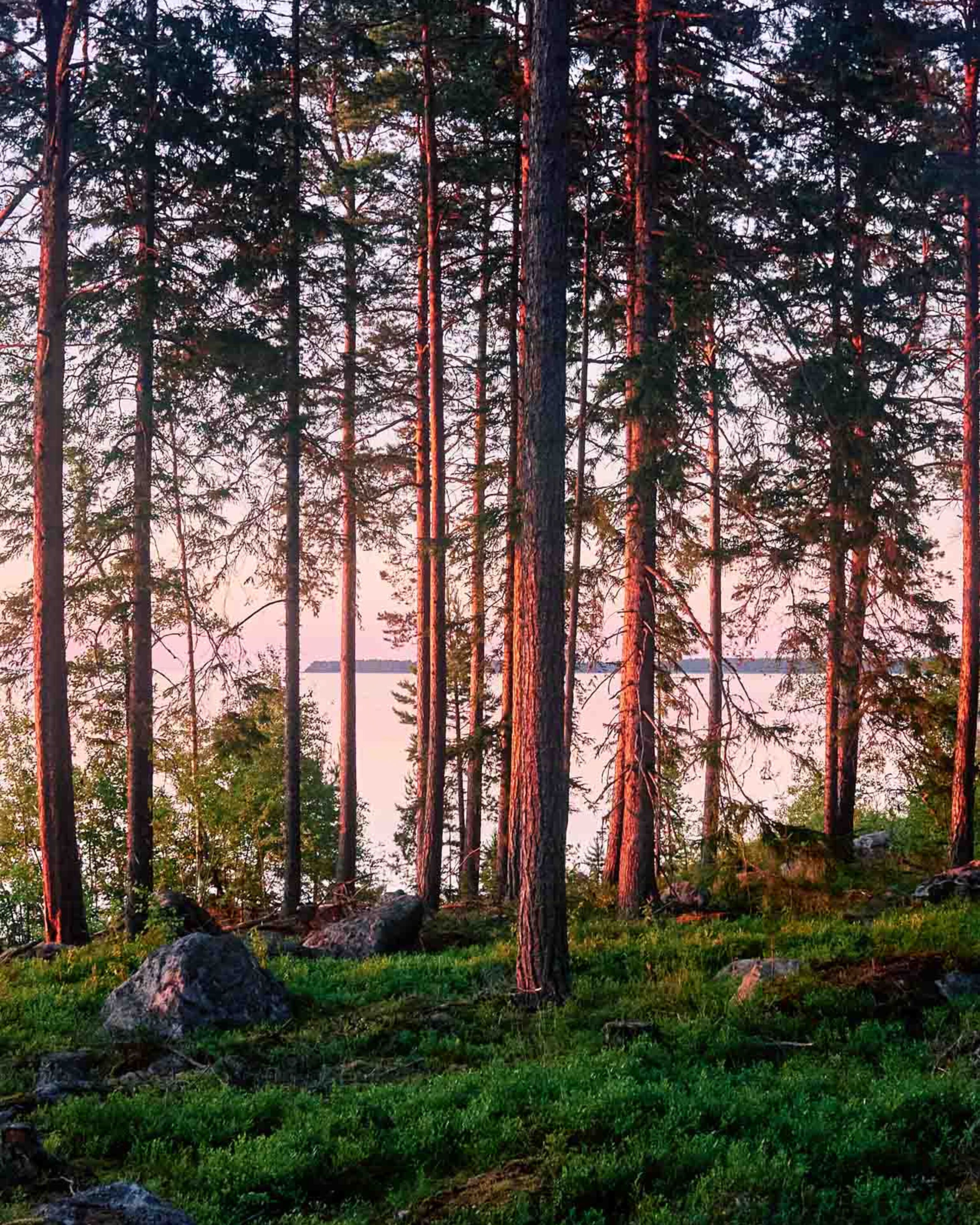 A forested area with tall trees and a body of water in the background.