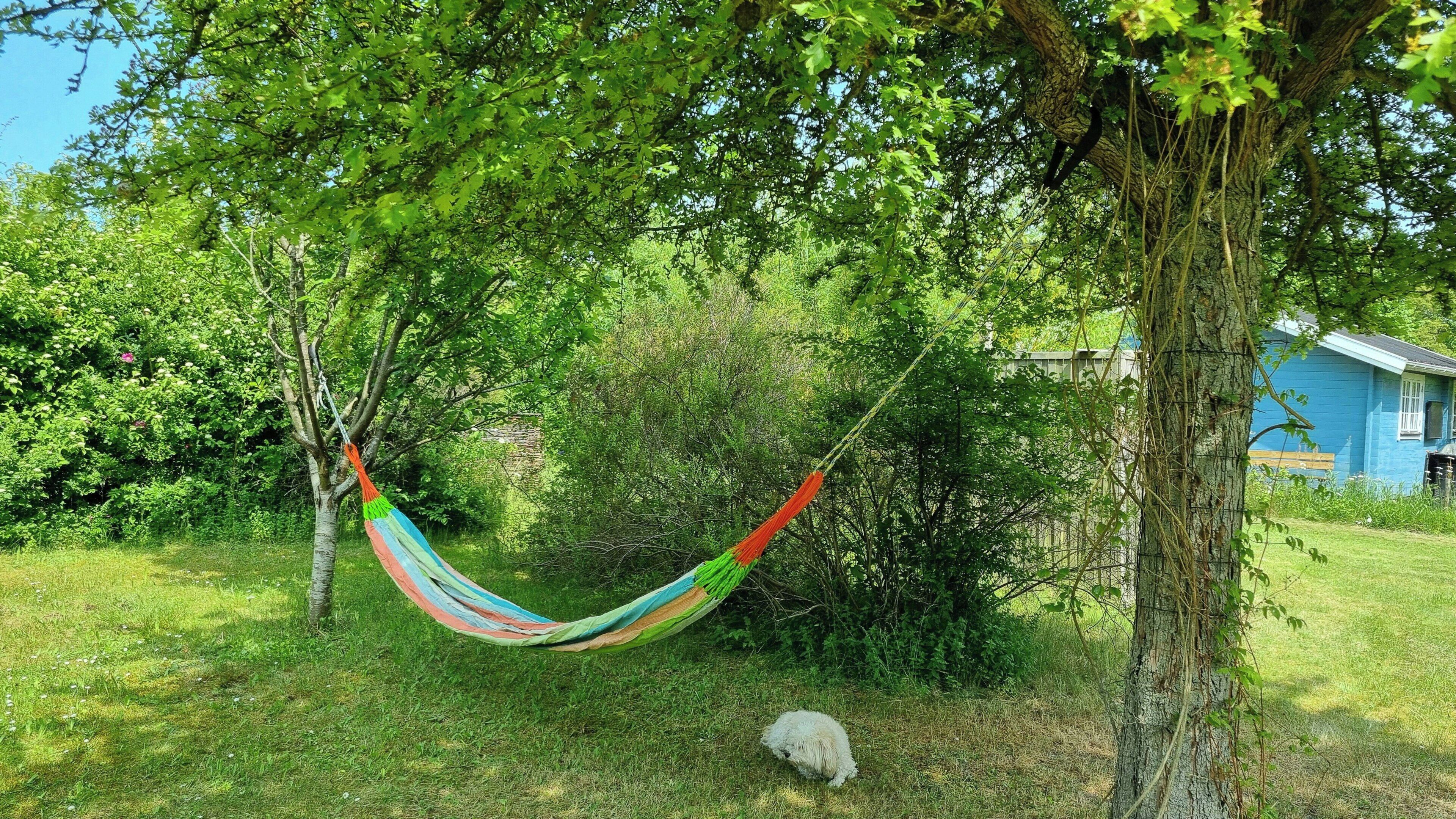 A hammock tied between trees in a grassy area with a house in the background.