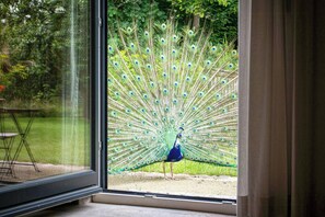 Ein Pfau mit vollständig gespreiztem Schwanz vor einem Fenster.