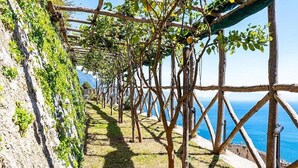 A vineyard with wooden trellises and vines along a hillside.