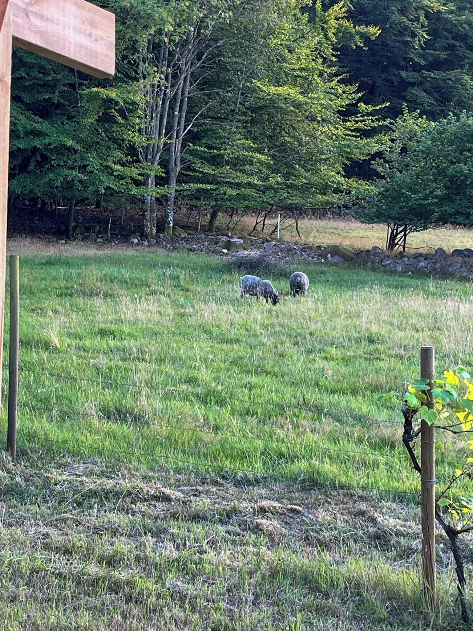 A grassy field with two sheep grazing, surrounded by trees and a stone wall.