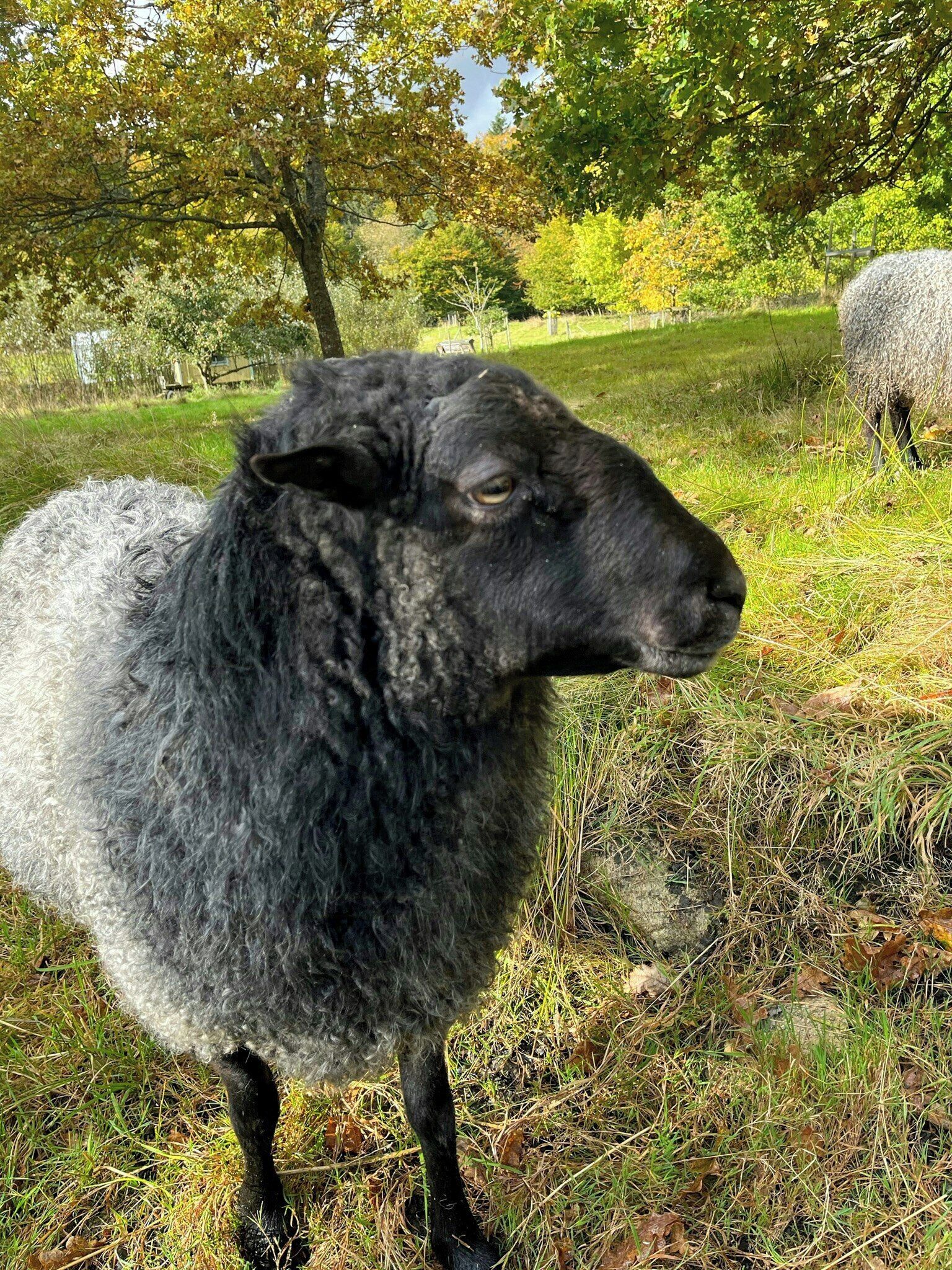 A black sheep in a grassy field with trees and another sheep in the background.