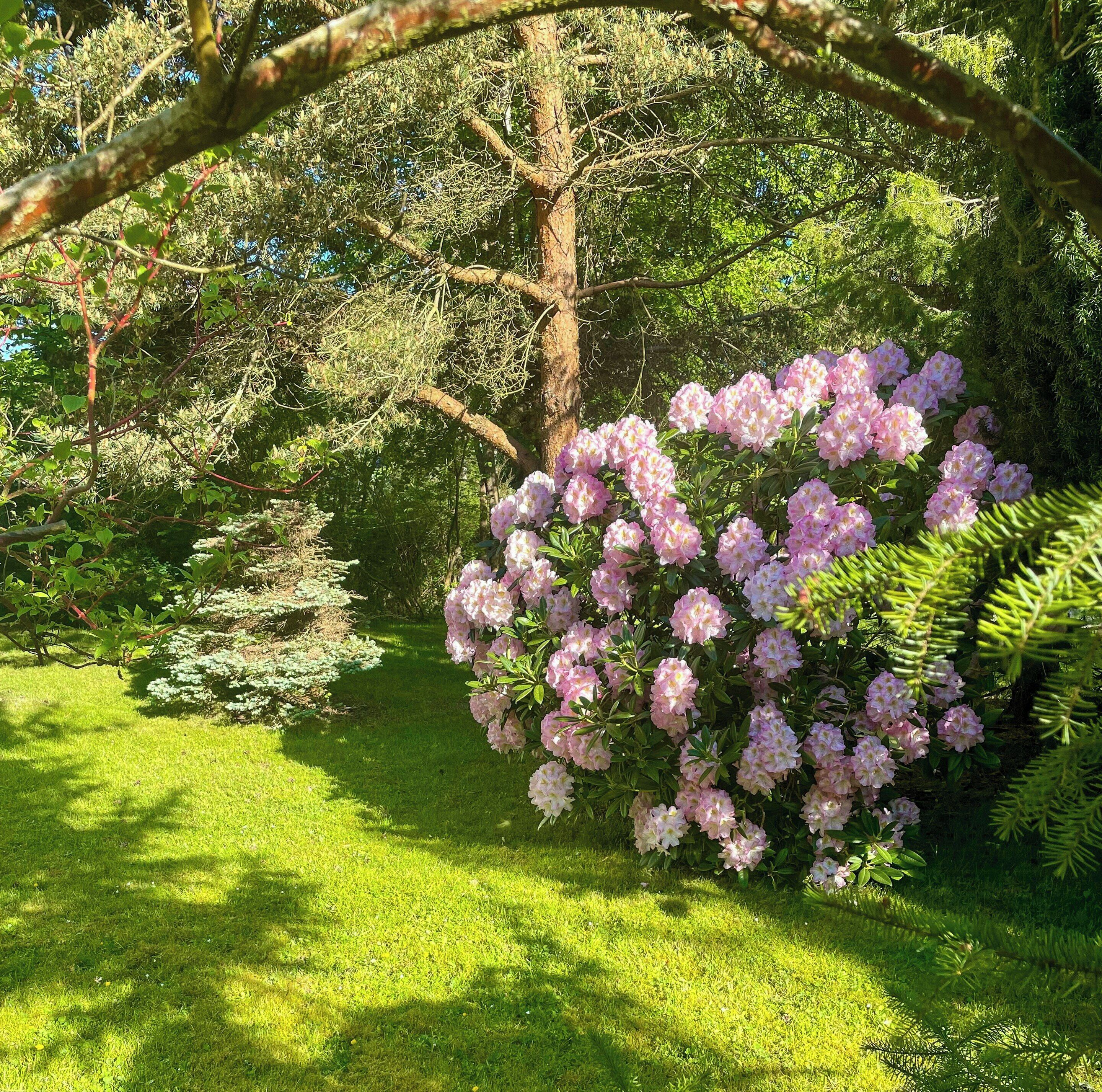 A garden with a variety of trees and flowering shrubs.