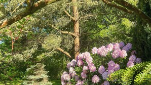 A garden with a variety of trees and flowering shrubs. - Summer house by protected heathland in Ellinge (Højby)