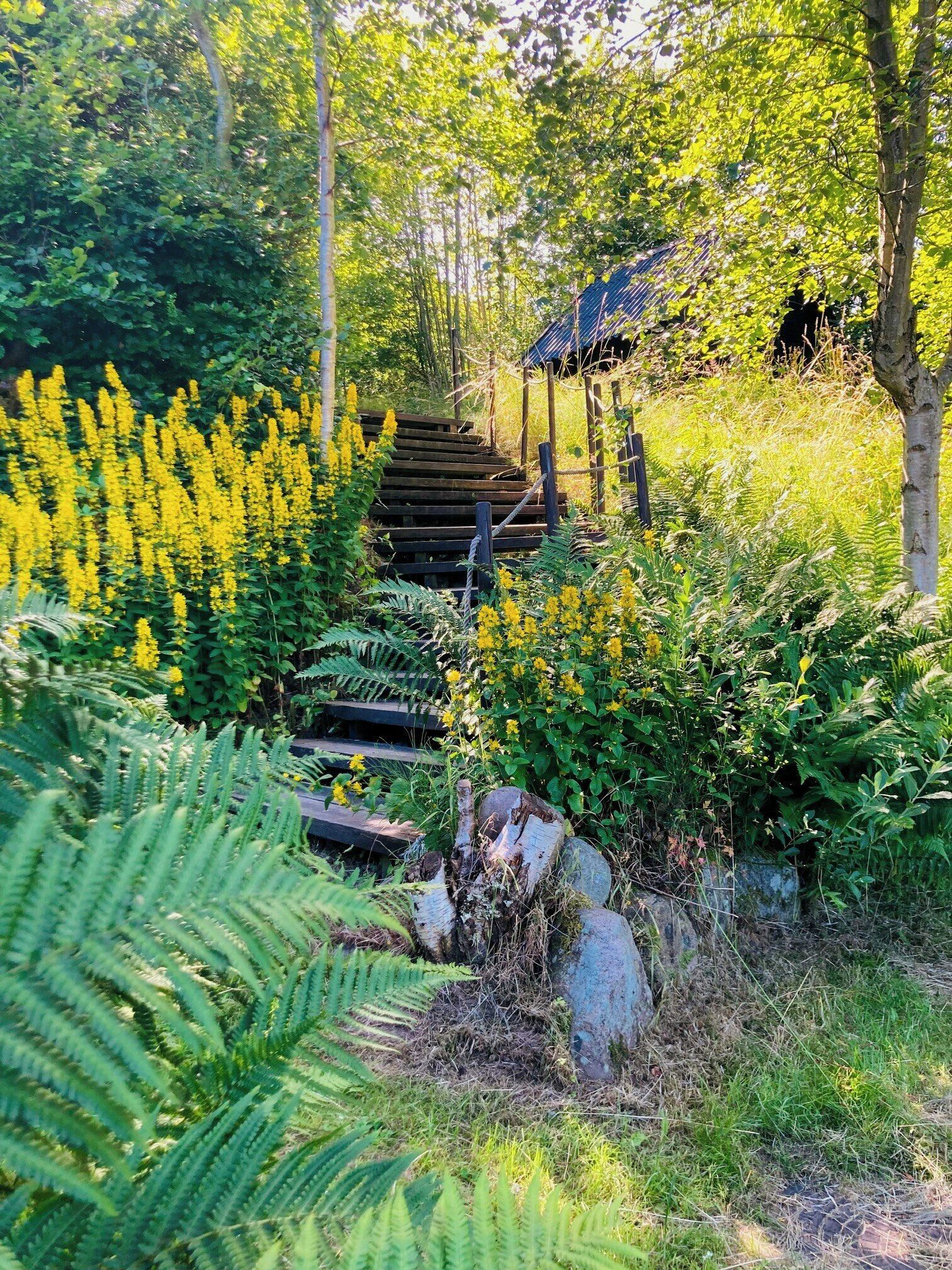 Un escalier en bois, entouré d’une végétation luxuriante et de fleurs jaunes.