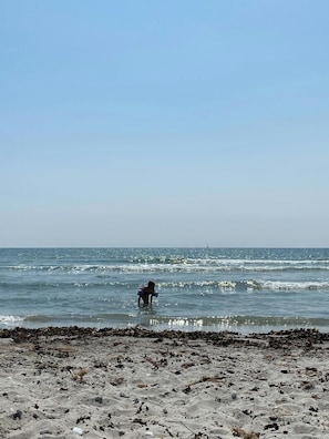 Ein Strand mit Wellen, eine Person im Wasser und Algen am Ufer.