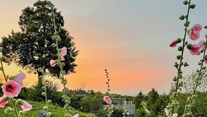 Un champ de fleurs roses, avec un arbre et un bâtiment en arrière-plan.