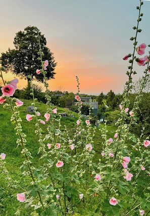 A field of pink flowers with a tree and a building in the background. - Century-old house with sea views in Södra Mellby (Kivik)