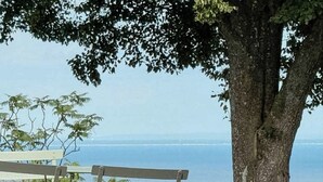 Un banc et un arbre surplombant une étendue d’eau.