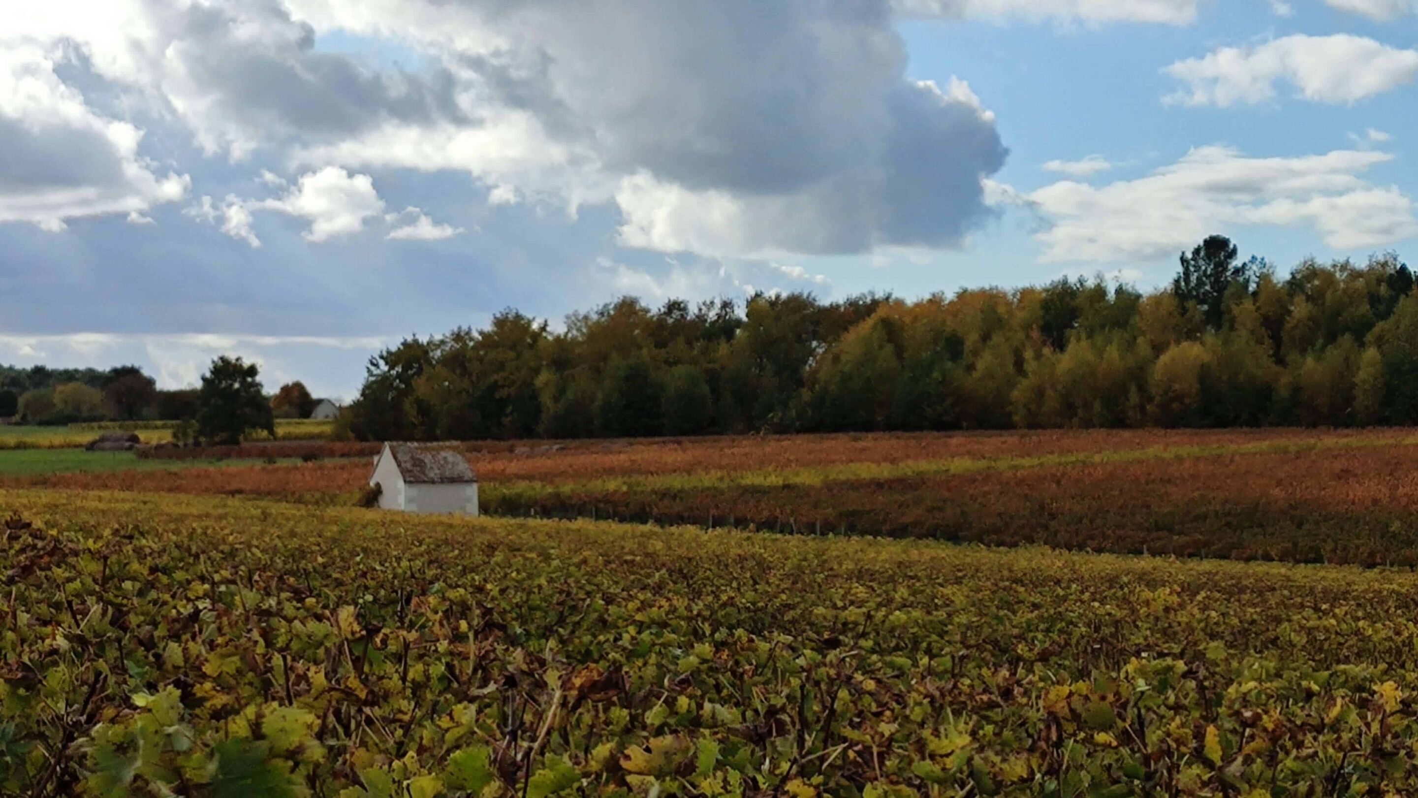 A vineyard with rows of grapevines and a white building in the distance.