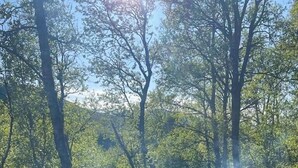 Unclassified image, 2 of 21, button - Wooden cabin from the 70s at tree line in Geilo (Buskerud)