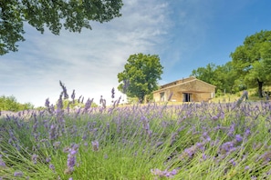 Property grounds - Stone house in lavender fields near Grignan (La Bégude-de-Mazenc)