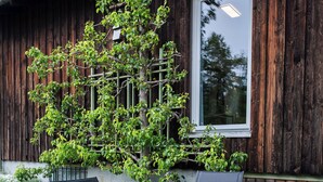 Un edificio in legno con una finestra, un piccolo albero e mobili da esterno.