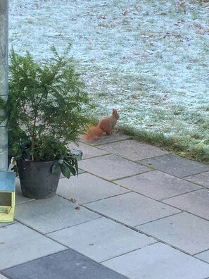 Property grounds - Holiday home with wildlife in Mols Bjerge (Knebel)