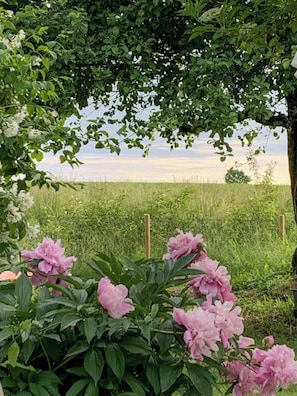 Ein Garten mit Pfingstrosen und Blick auf ein Feld.