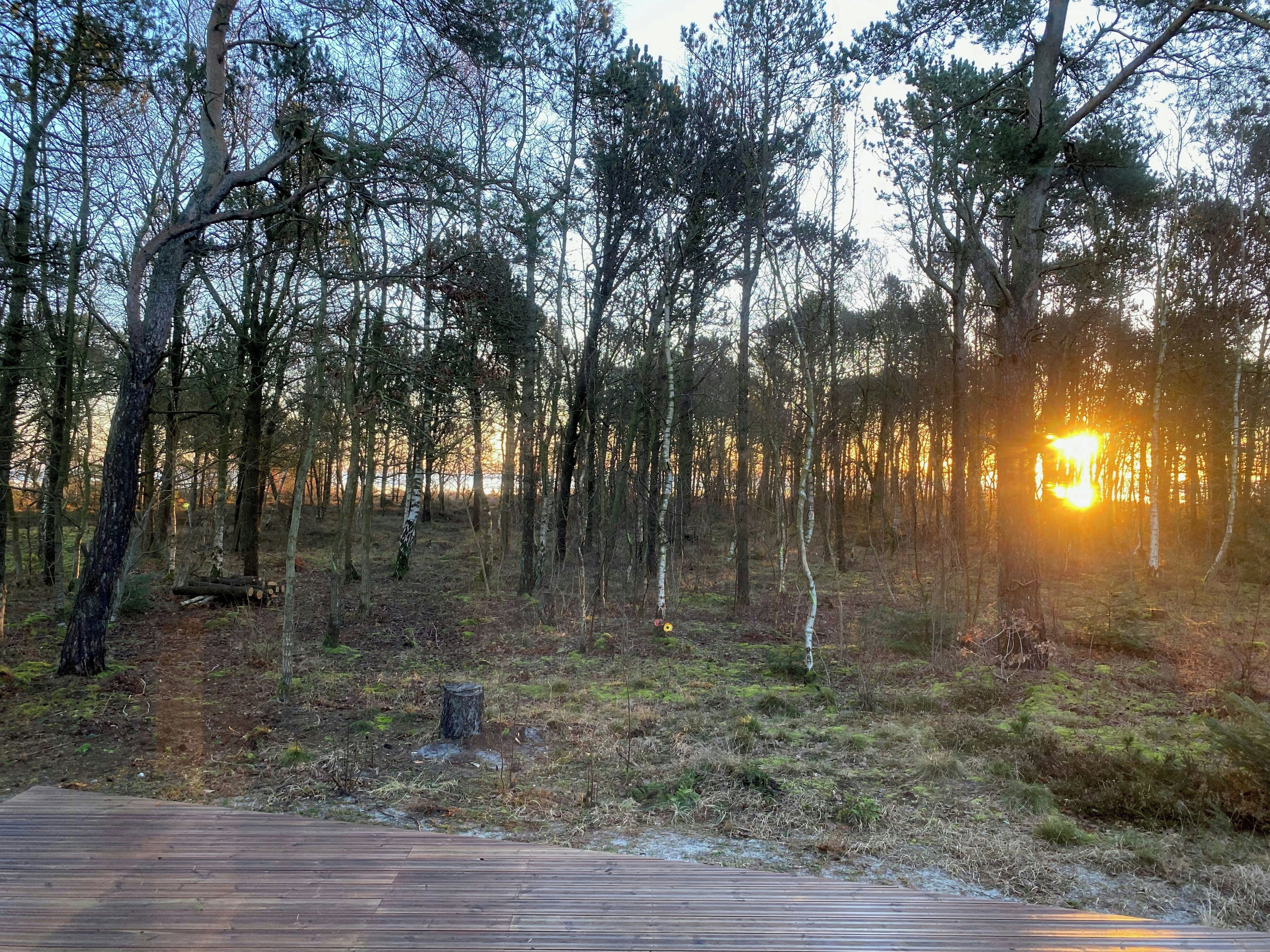 A forested area with a wooden deck.