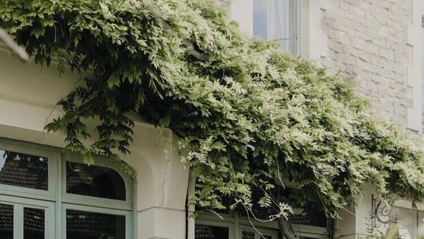 A stone building with a green door, a window with a basket, and a rose bush in the foreground. - Charming 1920s house in Picardy, 2h from Paris (Sainte-Croix)