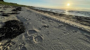 Een strand met voetafdrukken, wier en de oceaan.