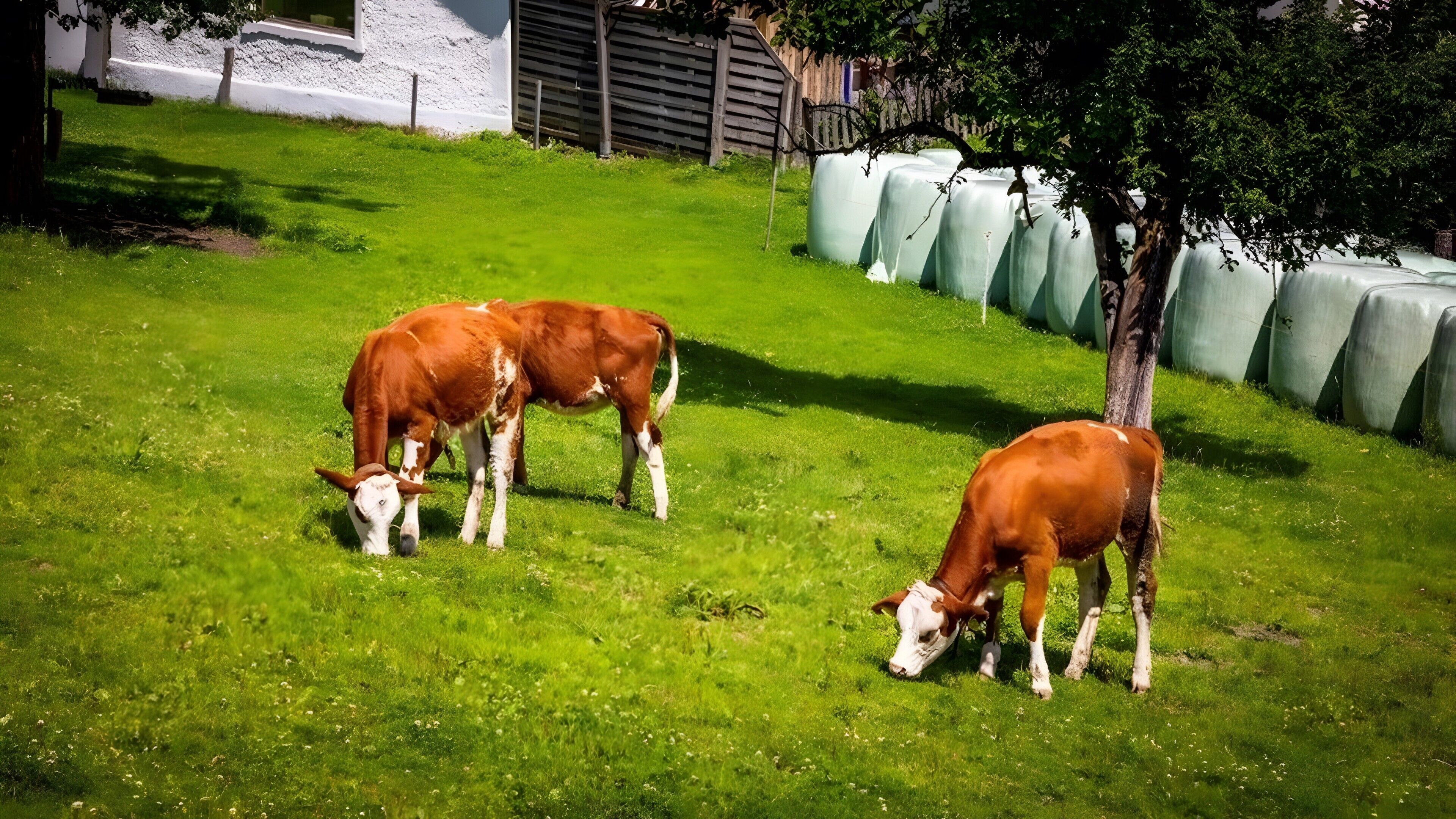 Un espace herbeux où paissent des vaches, avec un arbre et des bottes de foin.
