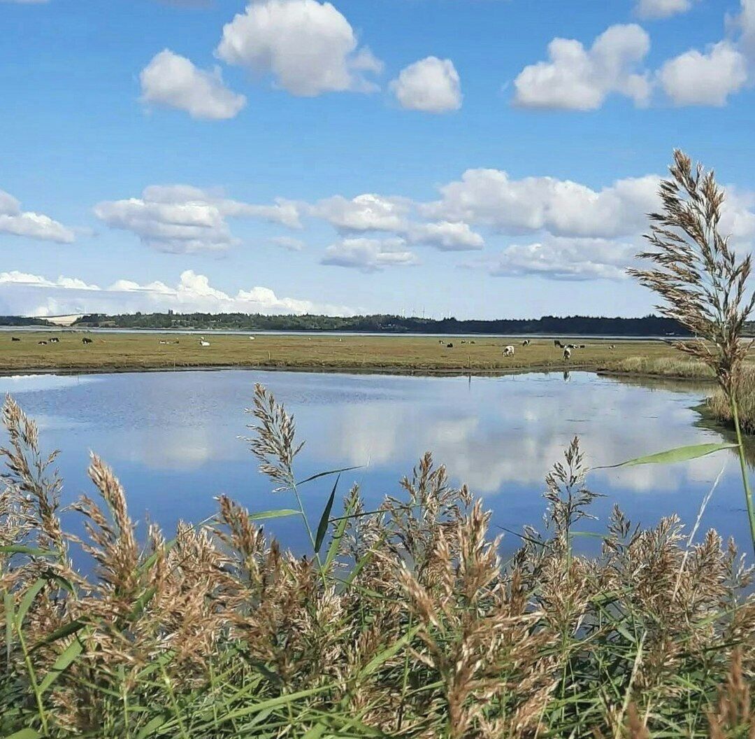 Un lac paisible, avec des massettes en premier plan, un ciel dégagé et une vue lointaine d’un paysage plat où paissent des animaux.