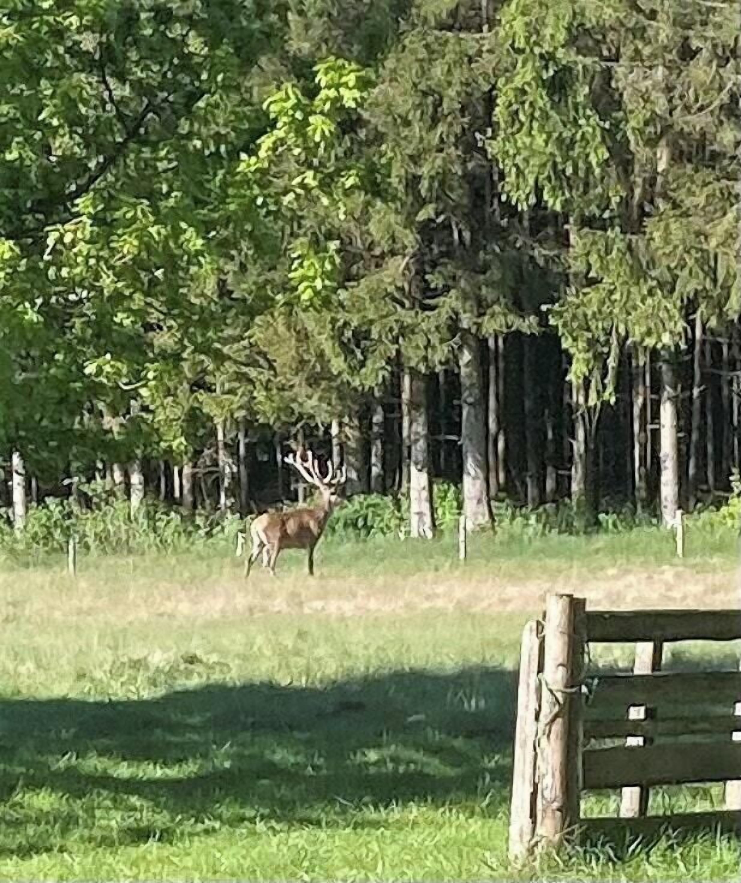 Ein Reh auf einer Wiese, im Hintergrund Bäume.