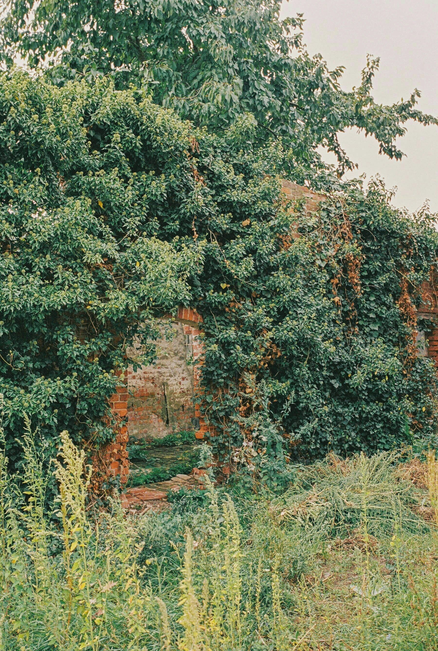 A dense green tree with a brick wall partially obscured behind it.